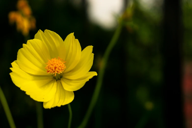 an image of a bright yellow flower that is looking beautiful