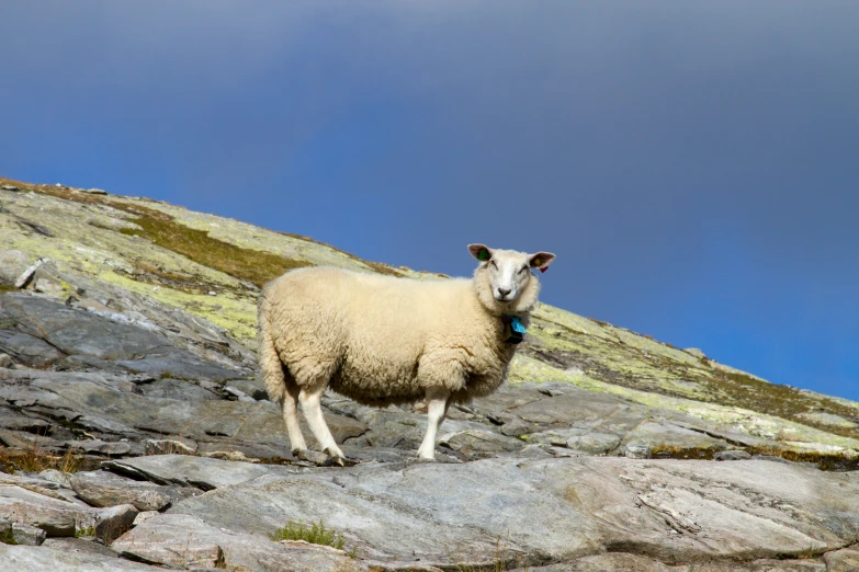 there is a sheep that is standing on some rocks