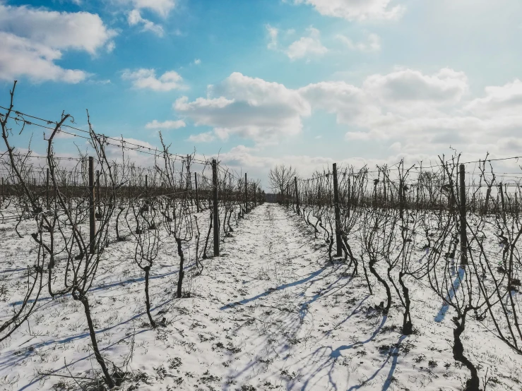 a snowy landscape has very bare trees in the distance