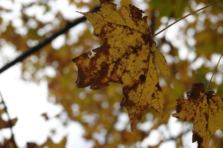 the autumn leaves are brown with a dustin of snow on them