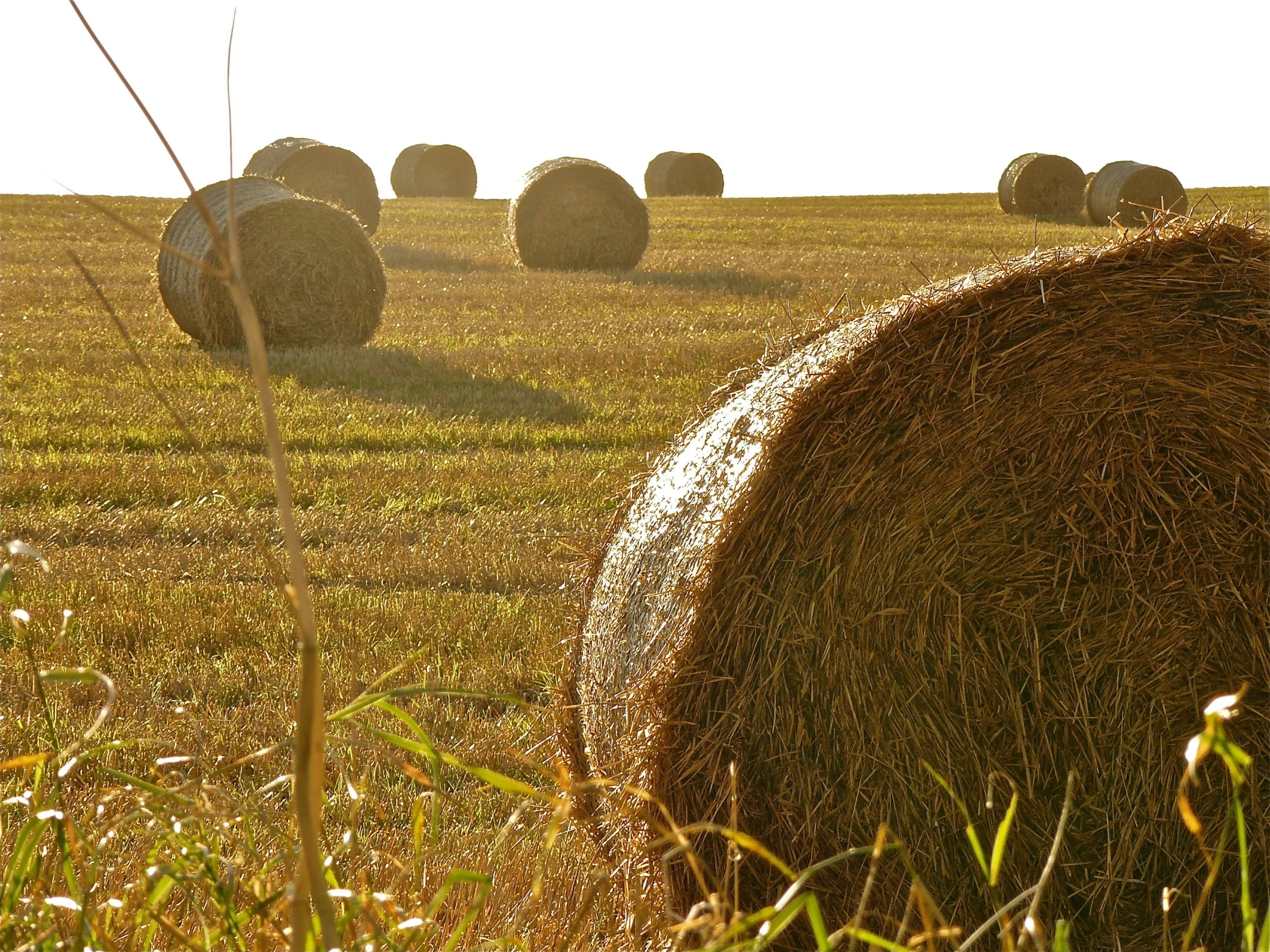 hay bails are set up in a field on a sunny day