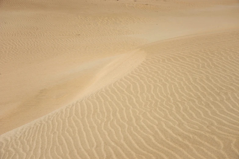 a lone bird standing on top of the large sand dunes