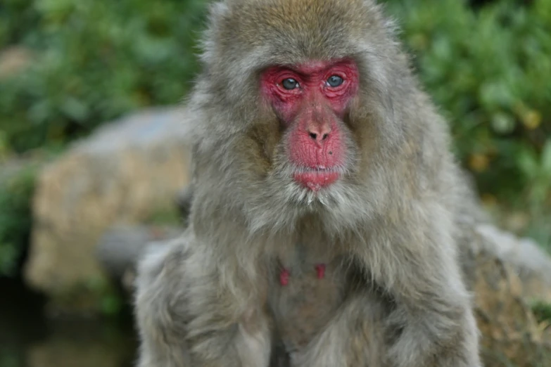 a small brown monkey is looking at the camera