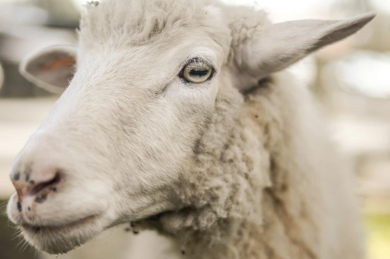 an adult sheep looking at the camera in its pen