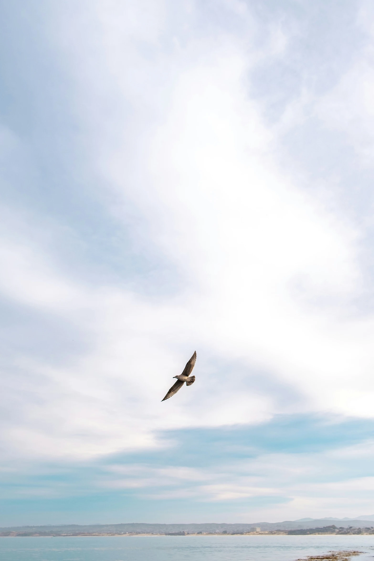 a bird that is flying through the sky