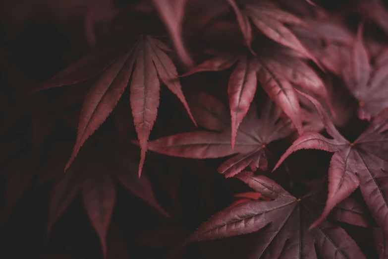 purple leaves against a dark background