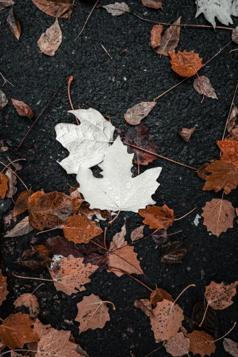 a leaf has been fallen on the ground with many leaves
