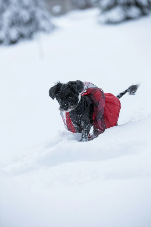 the black dog is playing in the snow