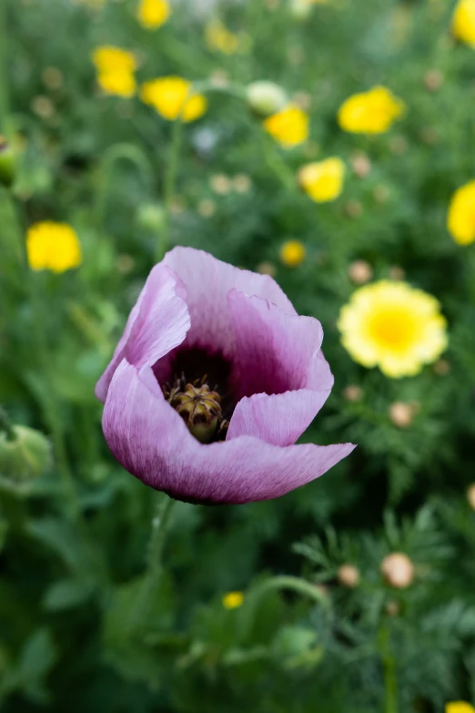 a flower in the middle of flowers and flowers with blurry background