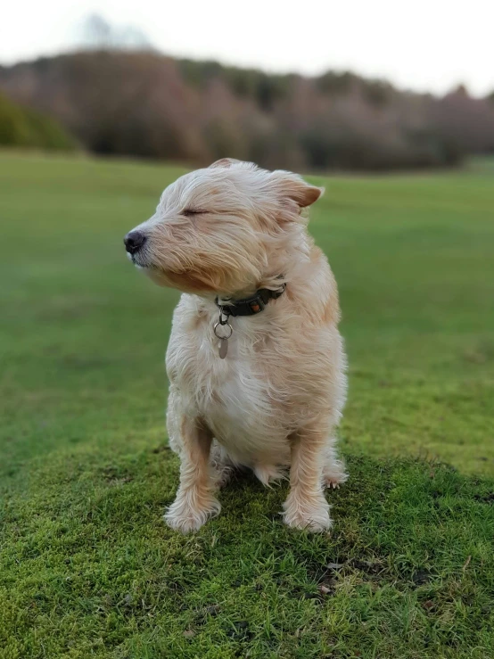 the small white dog has a brown collar