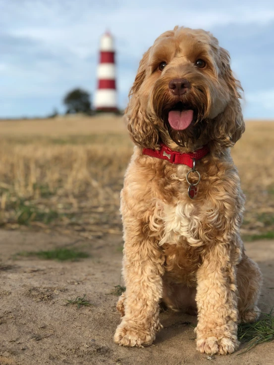 a dog that is standing in the dirt