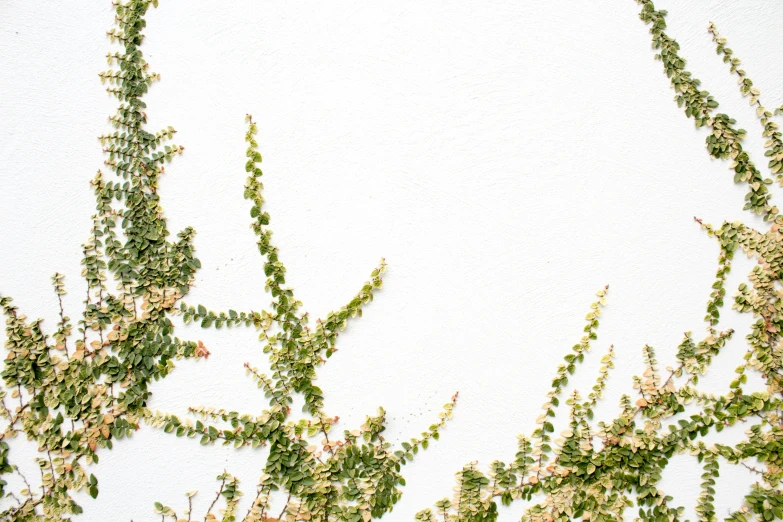 small green plants are shown in front of the sky