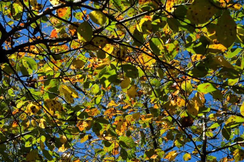 a leafy tree with yellow leaves against a blue sky