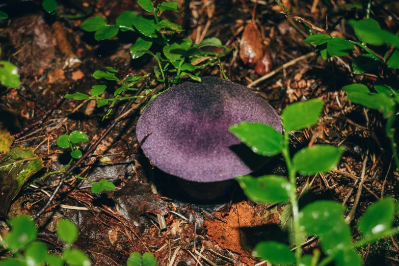 there is a large purple mushroom in the woods