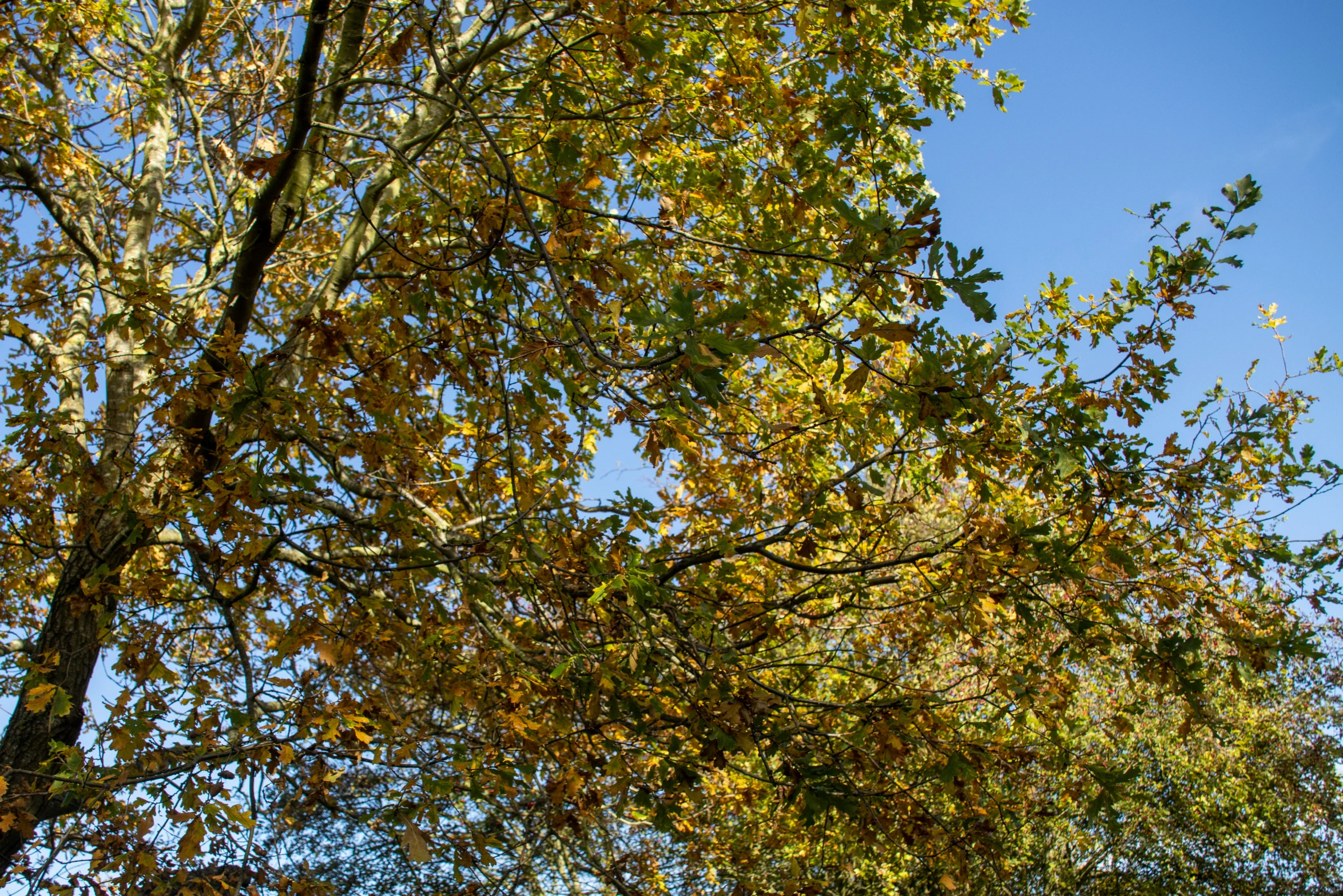 some trees that are very tall and green