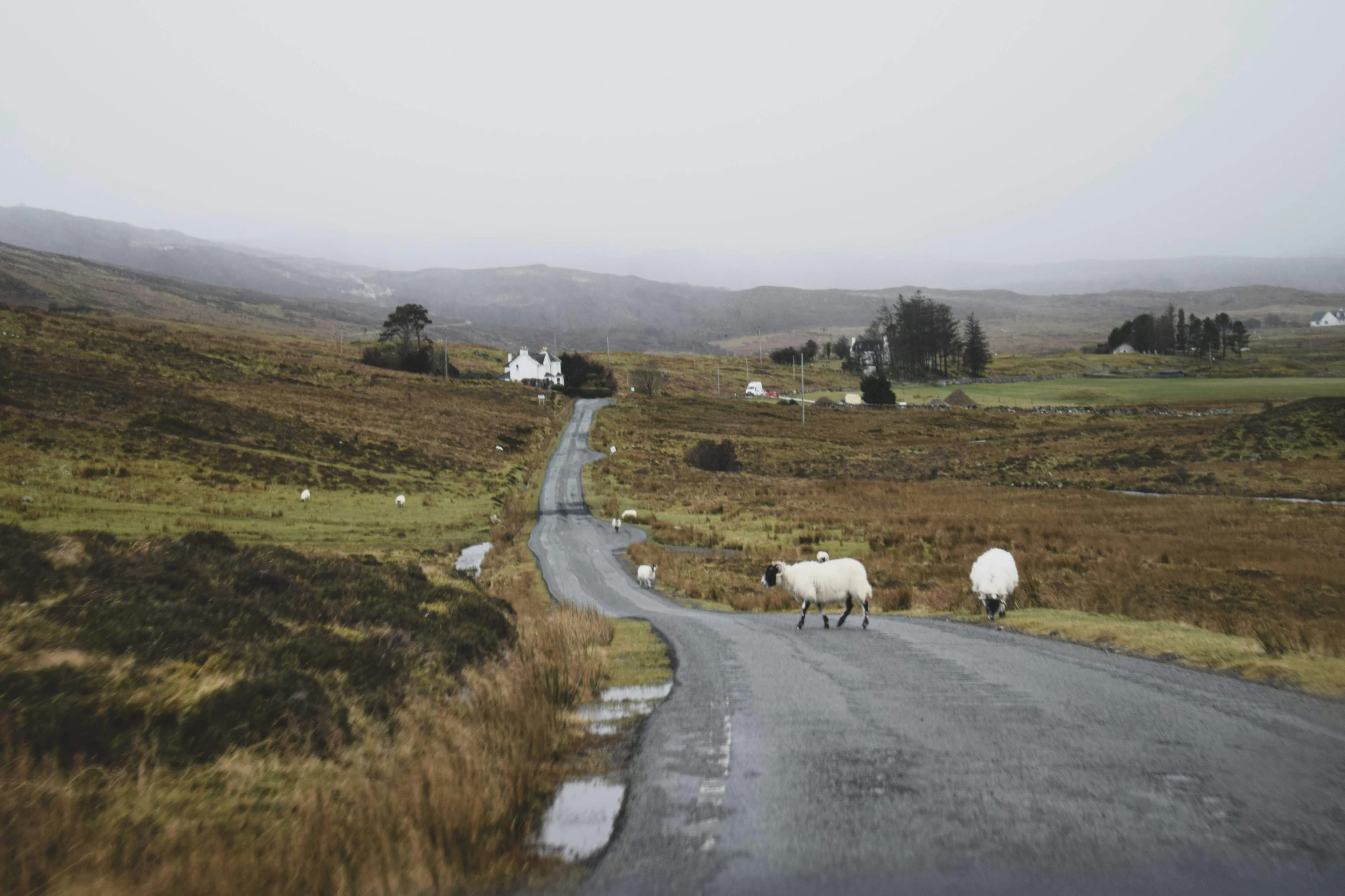 sheep are walking down a rural road