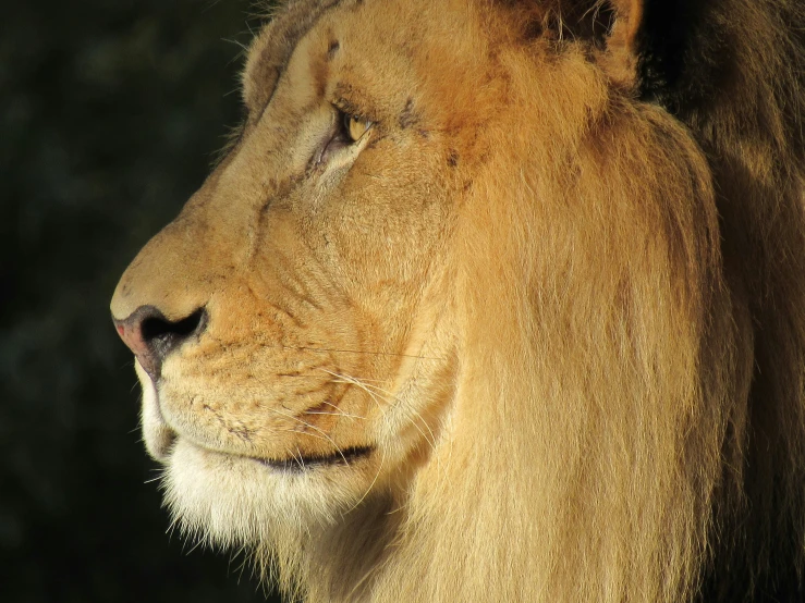 closeup of a lion's face showing a lightening shadow