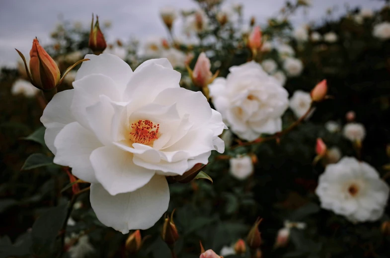 the white flower is in bloom on the bush