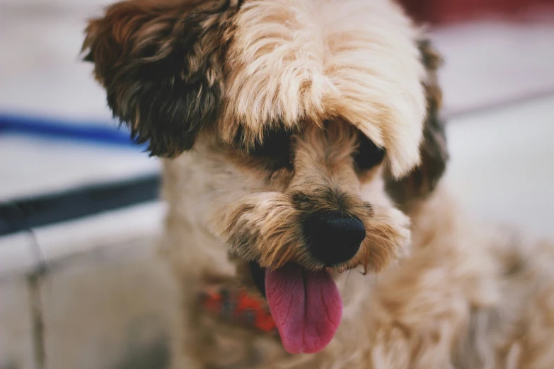 a brown puppy panting on top of cement