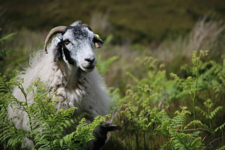 a ram is standing in the ferns and grass