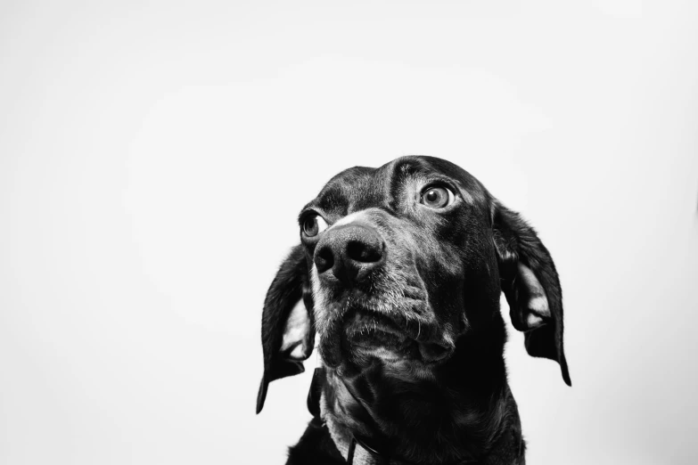 black and white pograph of a dog's nose with his ears turned