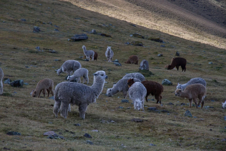 an image of a group of sheep grazing