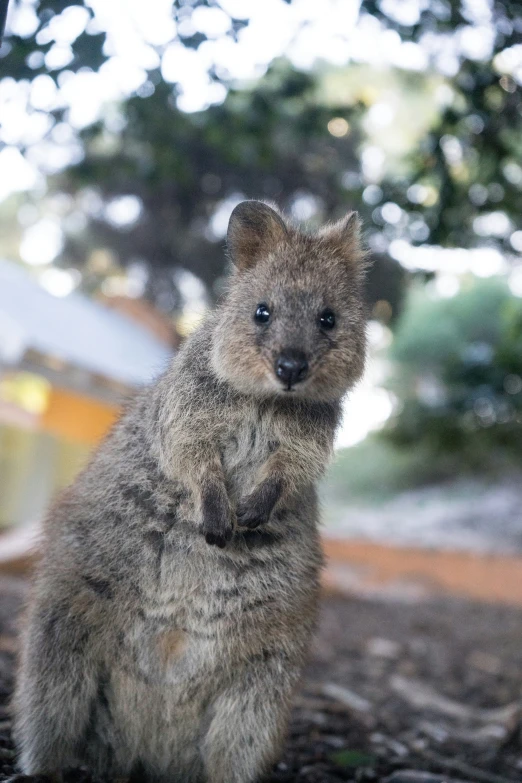 a tiny animal sitting on a tree nch