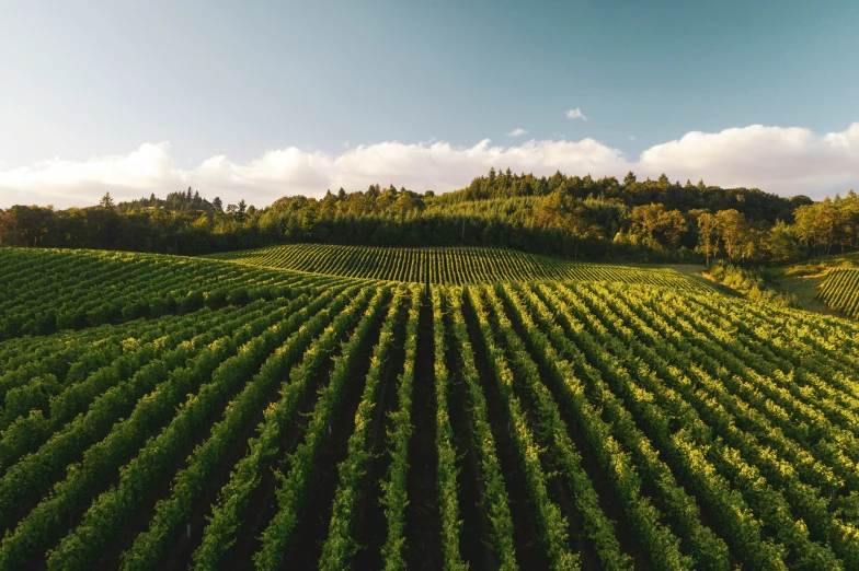 an aerial s of a farm with green plants in front of trees and hills