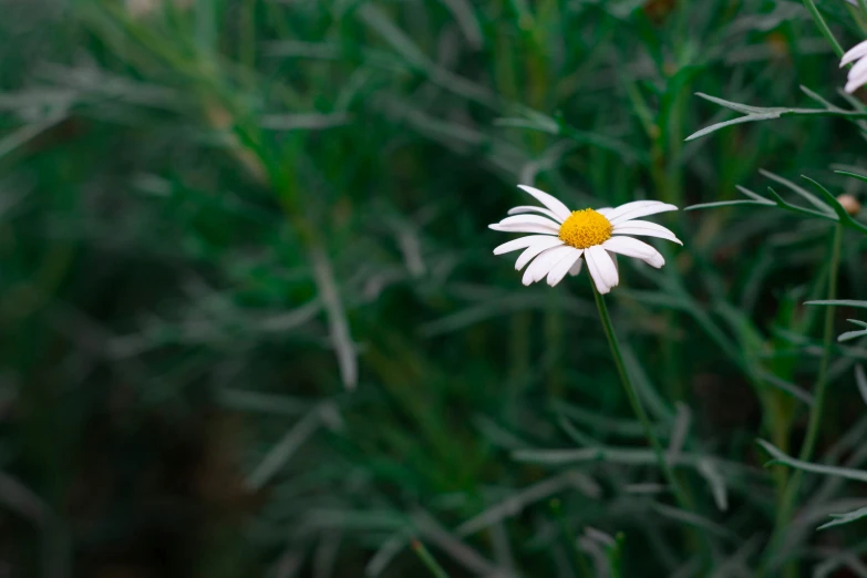 some white and yellow flowers in a field