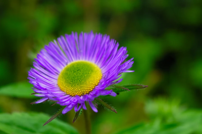 a single purple flower with yellow centre and green leaves