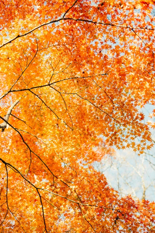 leaves changing color under a blue sky on autumn