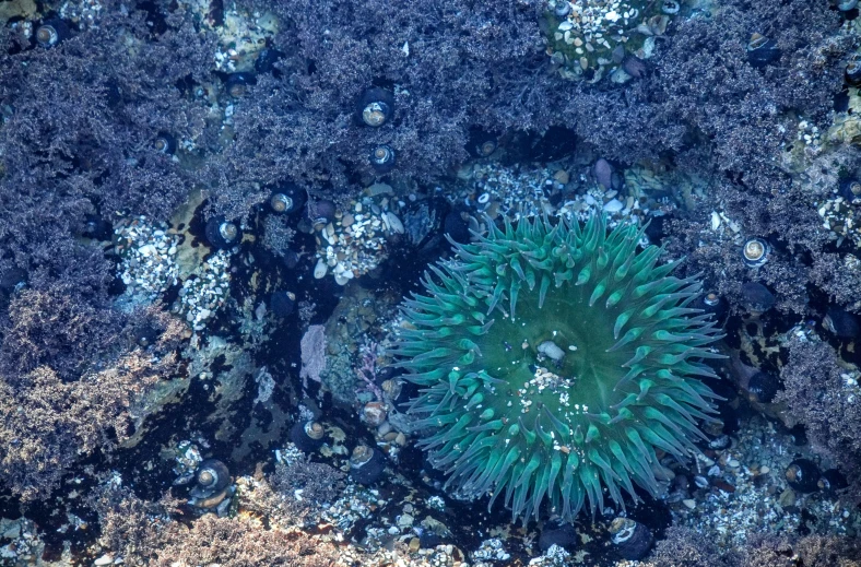 an underwater view of an coral and its life on the ocean floor