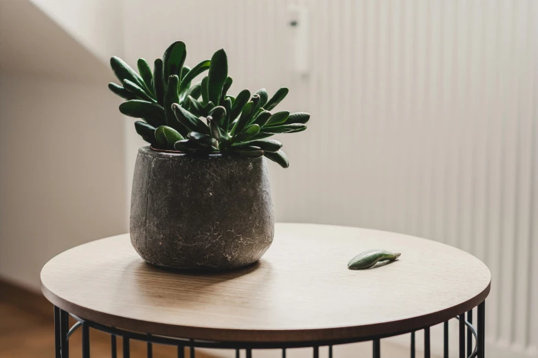 an indoor plant is on the table near the wall