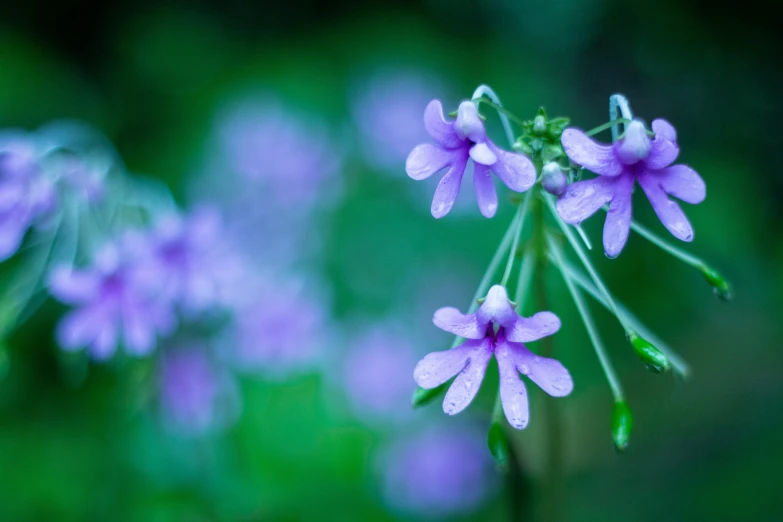 close up of flowers blooming on a plant