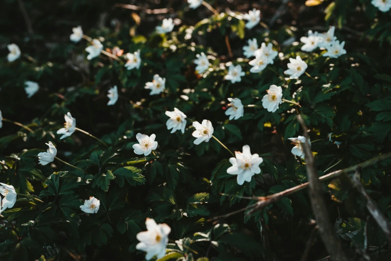 flowers blooming in a wooded field, with sunlight reflecting off the green