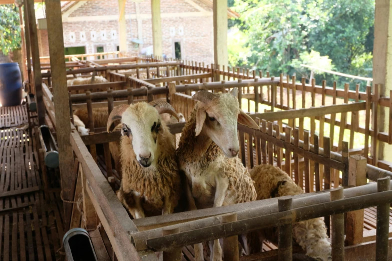 several sheep are standing inside a wooden structure