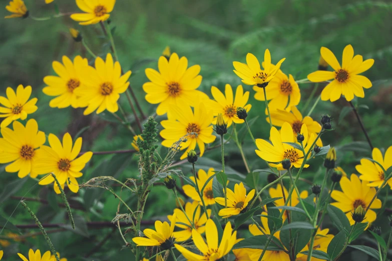 yellow flowers bloom in a field of green grass