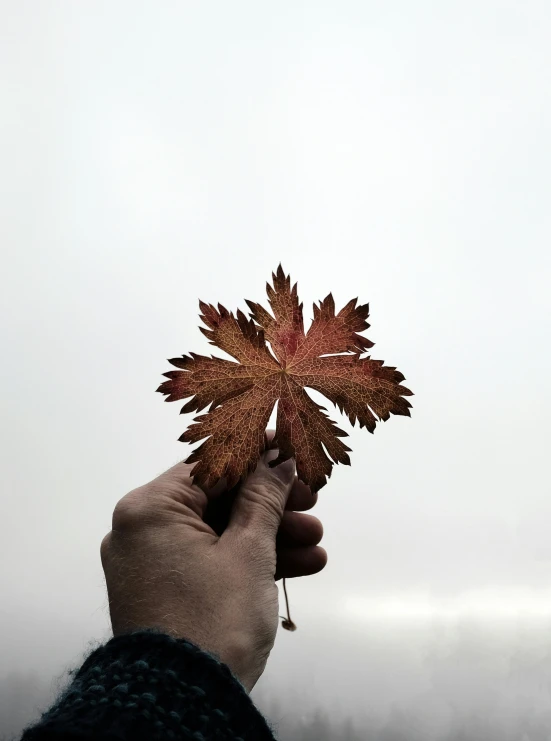 person holding up an oak leaf in the air