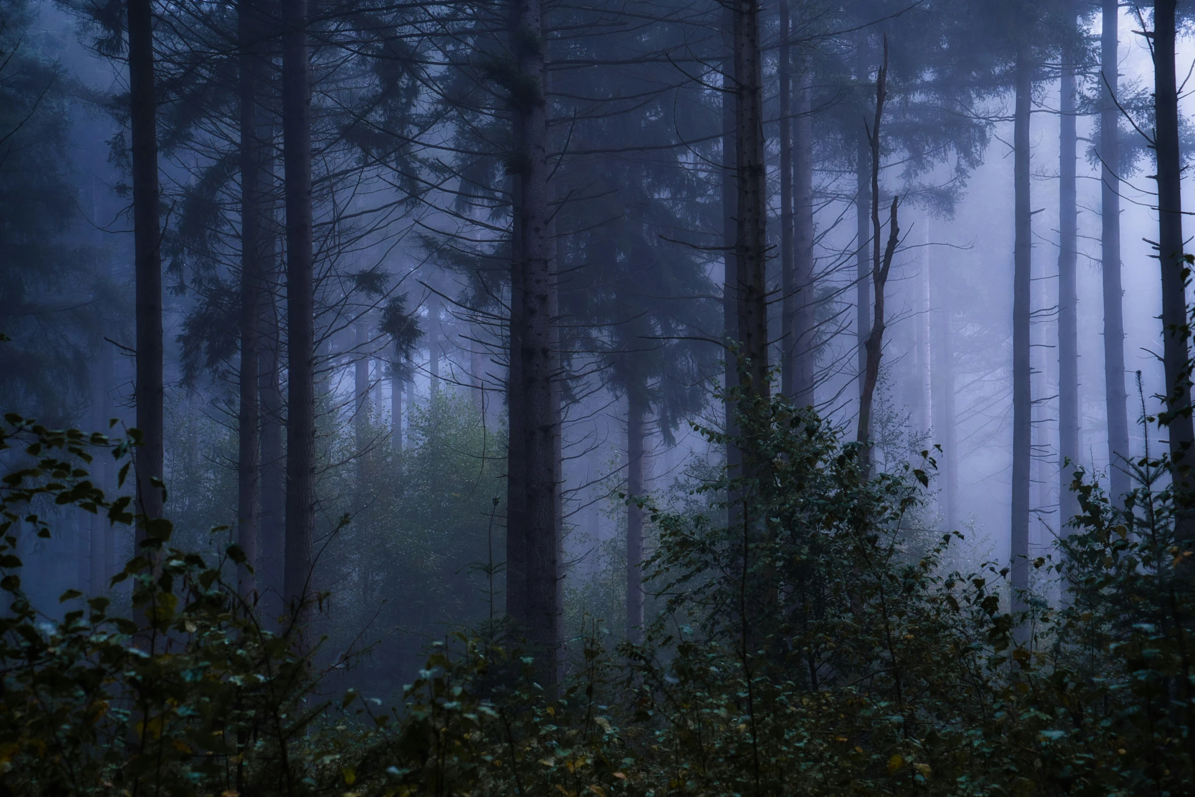 a dark forest with trees in the fog