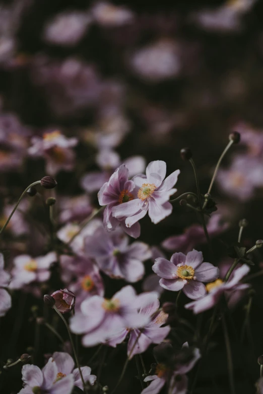 purple flowers with small green stems growing behind them