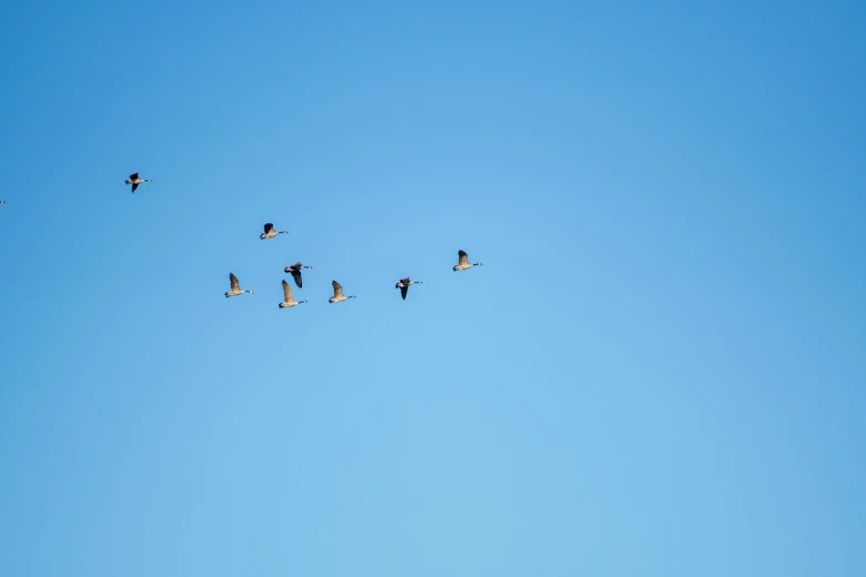 there are many birds flying high up in the sky