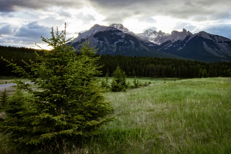 the view of a grassy field and snowy mountains