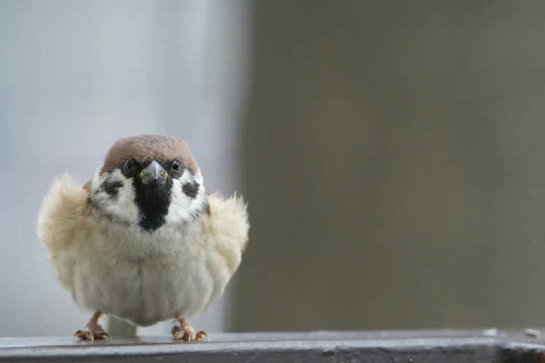 a bird sitting on top of a wooden structure