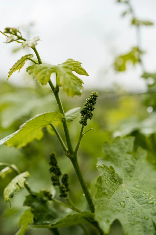 a plant has large green leaves on it