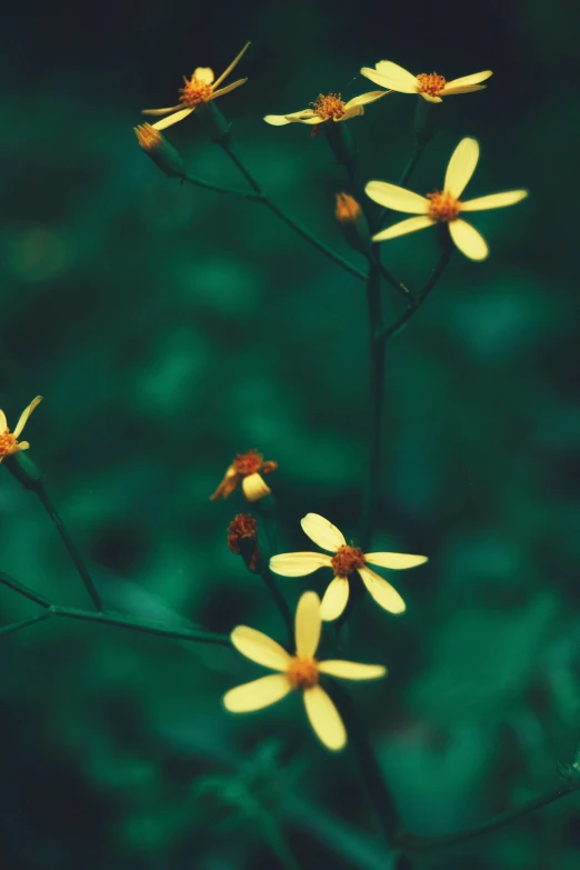 a group of small flowers sitting on top of a green field