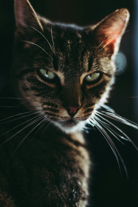 a close - up po of a cat with an intense look