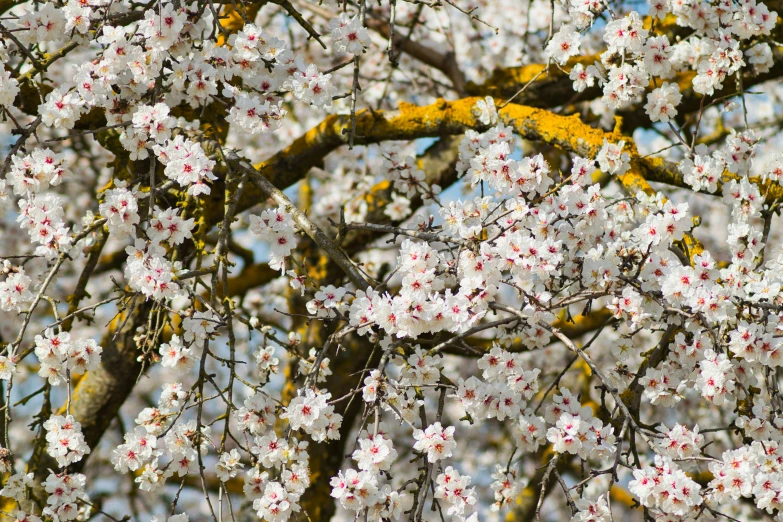 an image of cherry blossoms on the tree in bloom