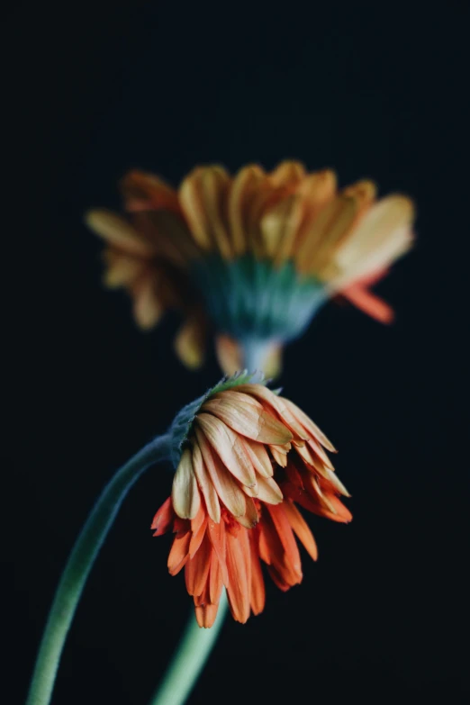 a flower in the dark with the stems turning to yellow