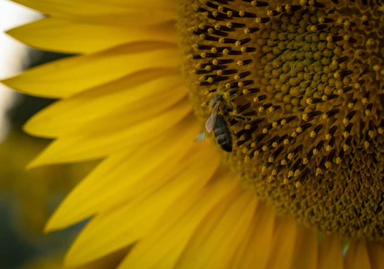 a honey bee sits on top of a sunflower