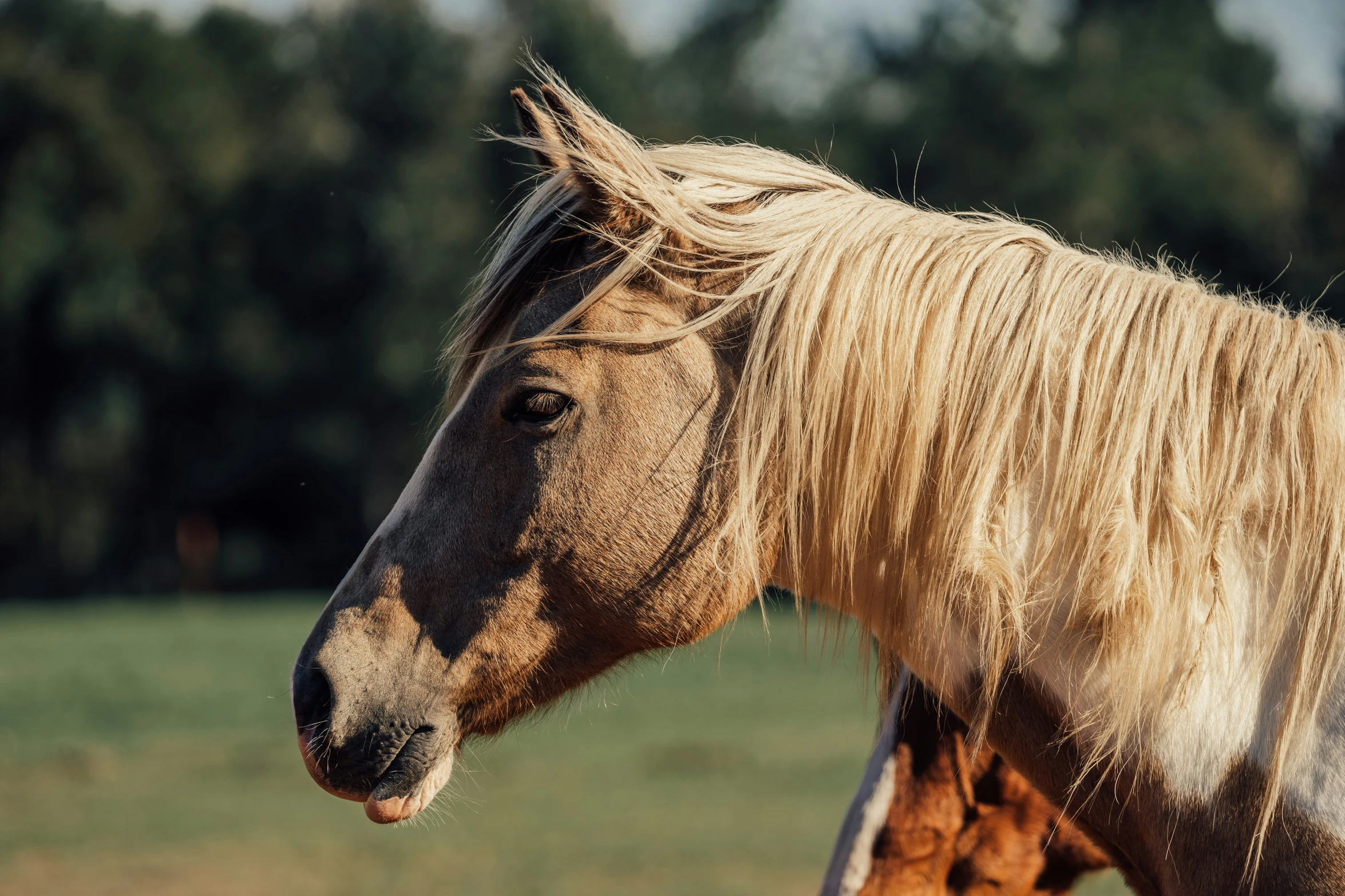 a brown and black horse with long blonde hair